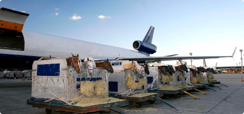 Животные в деревянных контейнерах готовятся к авиаперевозке у грузового самолёта